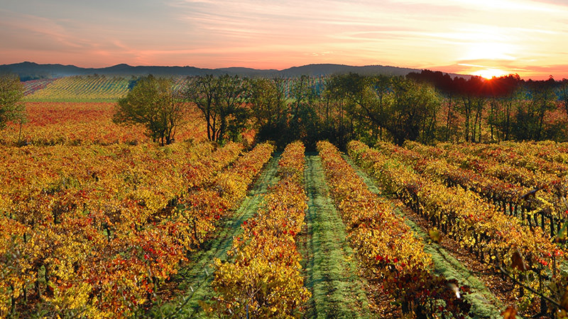 Sonoma County is one of the top ten most incredible American wine regions to visit this summer