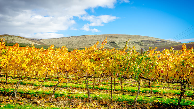 Yakima Valley is one of the top ten most incredible American wine regions to visit this summer