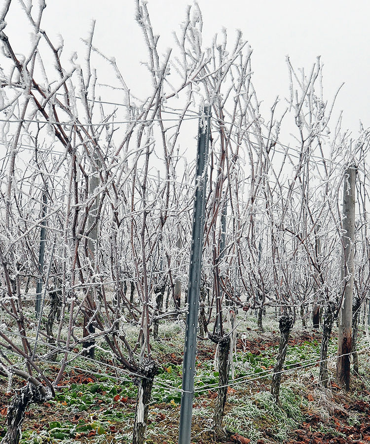 English Vineyards Face Devastating Loss Due to Frost