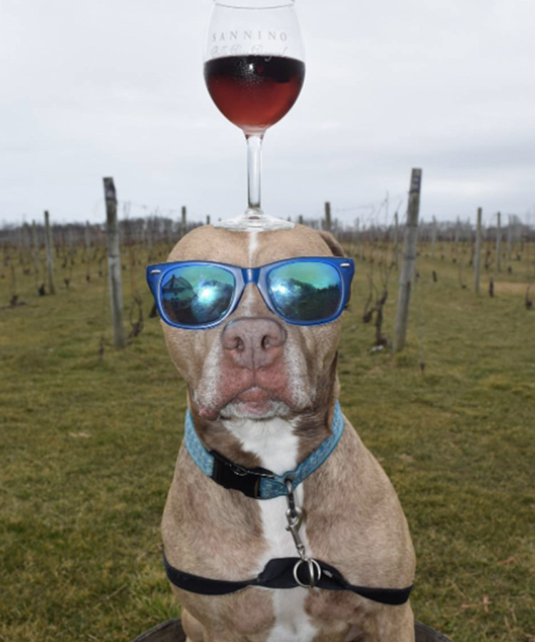 This Puppy Can Balance a Wine Glass on His Nose [PHOTOS]