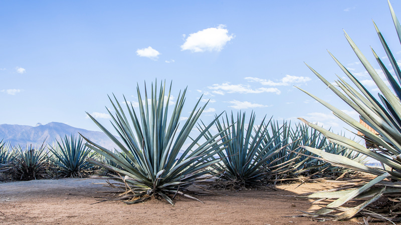 A Guide to the 5 Different Types of Tequila