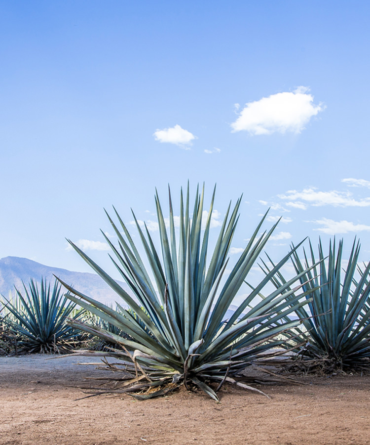 A Guide to the 5 Different Types of Tequila
