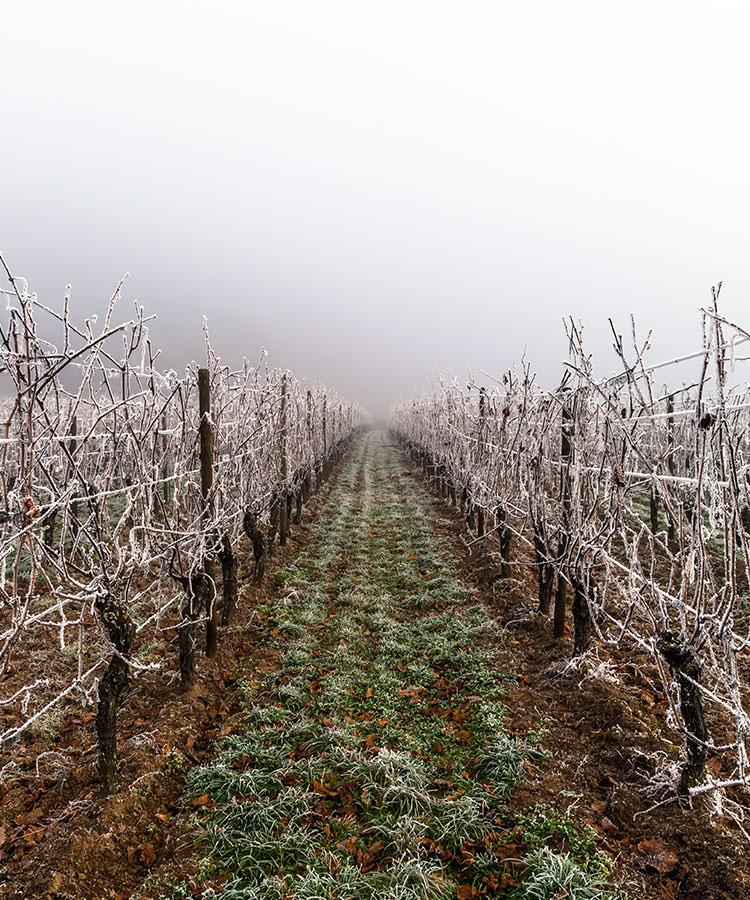 Researchers Are Using Copper to Fight Frost in Vineyards