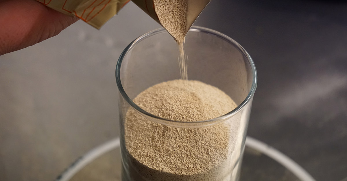 A New Species of Yeast Could Make Your Lager Taste Better VinePair