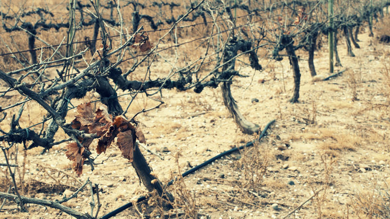 Climate change is destroying terroir as we know it