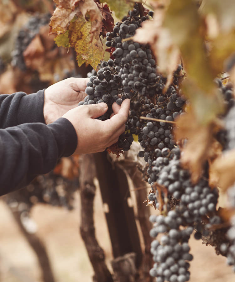 When It Comes to Great Wines, What’s Left in the Vineyard Matters