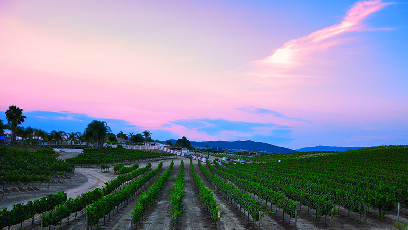 Temecula Valley is an easily accessible wine region from the LAX airport