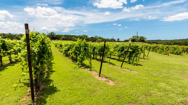 Everything you've ever wanted to know about Texas wine is in this article