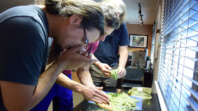 Founders brewmaster jeremy kosmicki smelling new hops in Yakima Washington