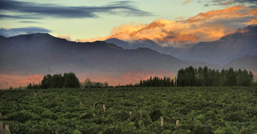 Learn About Malbec, The Popular Red Wine