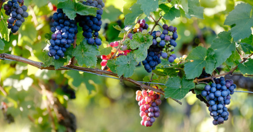Learn Everything About Pinot Noir