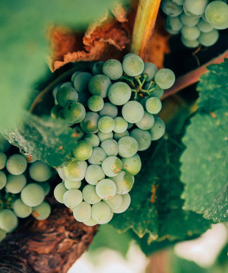 These Are the Chemical Compounds That Make Wine Taste So Good