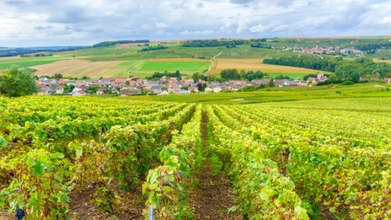 Exploring Pinot Noir’s Global Flavor Profile | VinePair