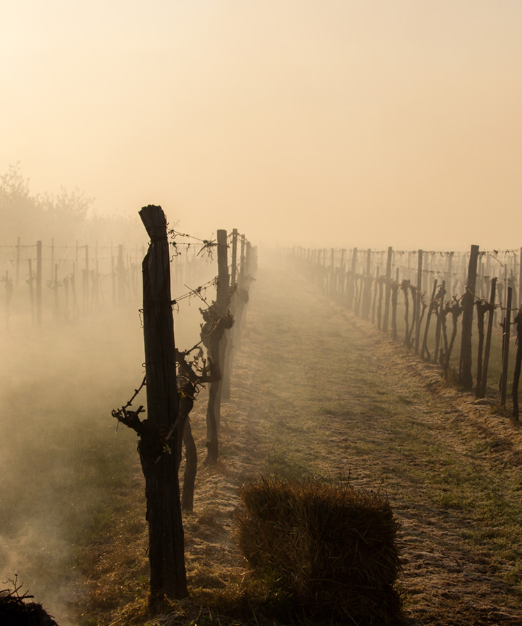 What Do the Wine Country Fires Mean for Napa and Sonoma Wine?