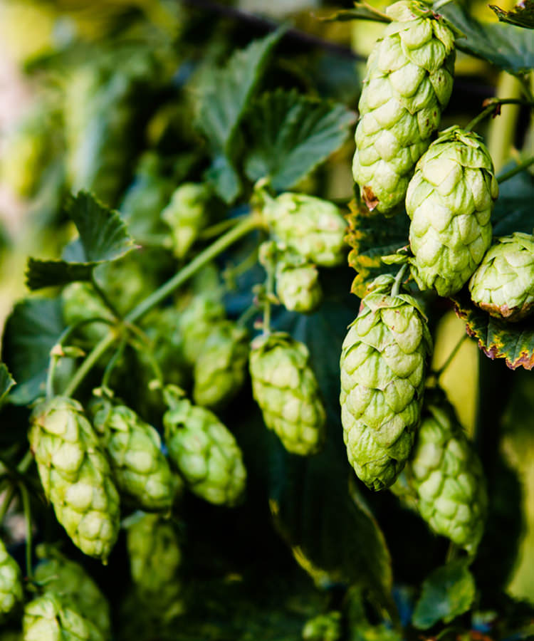 The Difference Between Wet Hop, Fresh Hop, and Dry Hop Beers