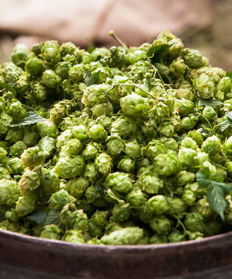 These Are the Chemical Compounds That Make Beer Taste So Good