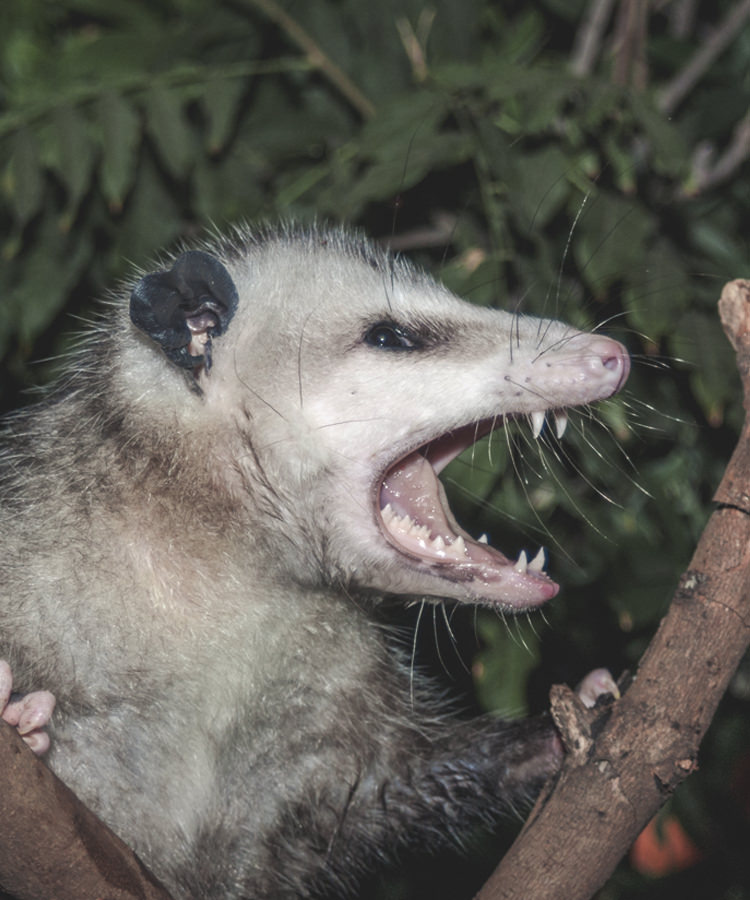 Hero Opossum Snuck into Florida Liquor Store and Got Drunk on Bourbon
