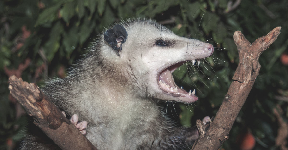 Hero Opossum Snuck into Florida Liquor Store and Got Drunk on Bourbon ...