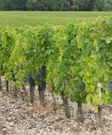 Bud Kill: Bordeaux Reports Worst Wine Grape Harvest in 73 Years