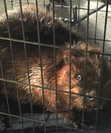 Thirsty Beaver Tried Desperately to Get Into Bar, Was Bounced