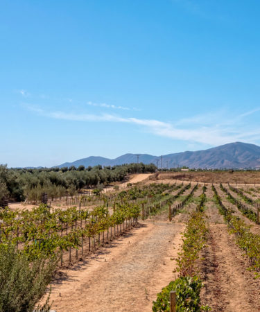 Where to Drink, Eat, and Sleep in Valle de Guadalupe, Mexico’s Indie-Cool Wine Country