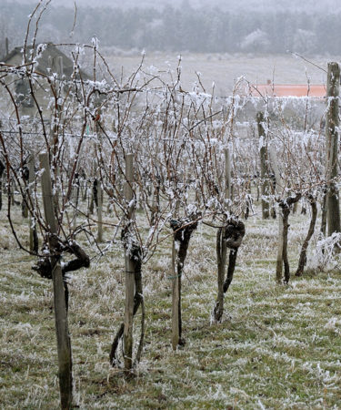 Hailstorm Hits Bordeaux, Devastates Local Vineyards