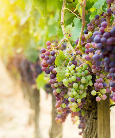 These Are the 7 Most Popular Organic Wines in America