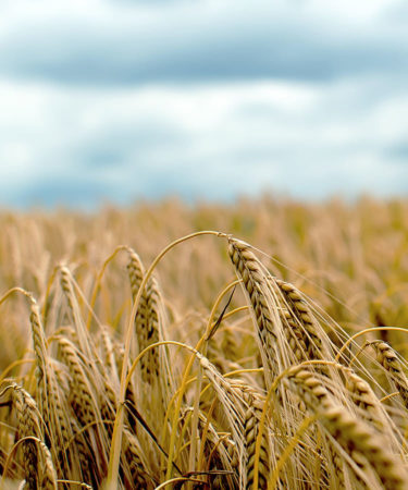 European Barley Shortage Causes ‘Dire’ Situation for Brewers