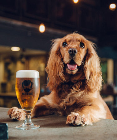 BrewDog Is Throwing All The Good Boys ‘Pawties’ Complete With Dog Beer