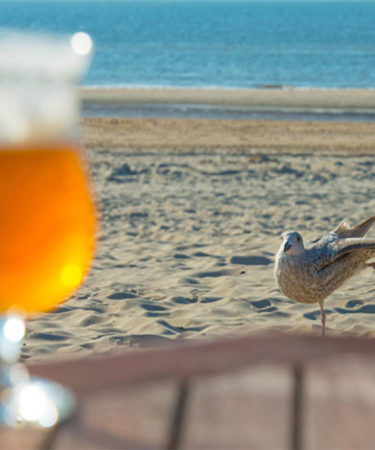 Drunk Birds Caught Staggering After ‘Gulls’ Night Out’