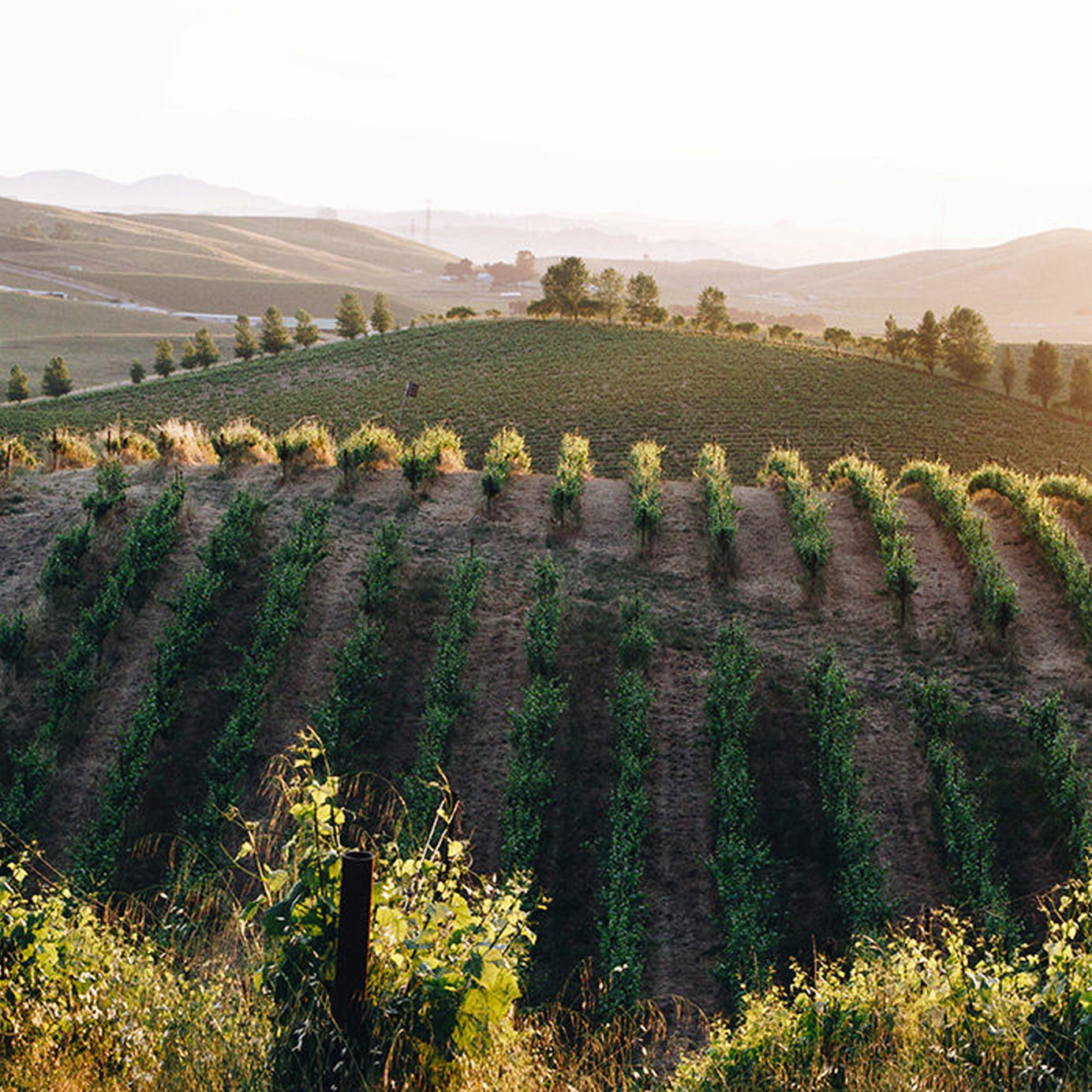 ‘Beyond Organic’: The Sonoma Trailblazers Redefining Sustainable Winemaking