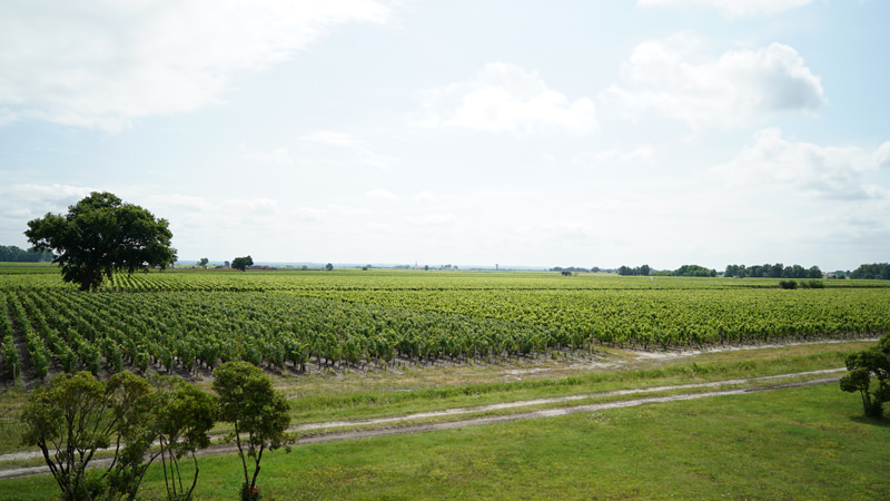 Chateau Haut-Batailley vineyard