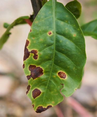 Devastating Coffee Rust Hits 70% of Central America’s Arabica Plants