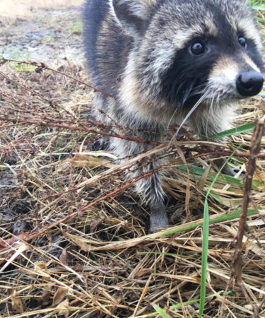 ‘Rabid’ Raccoons Turn Out to Be Drunk on Crabapples