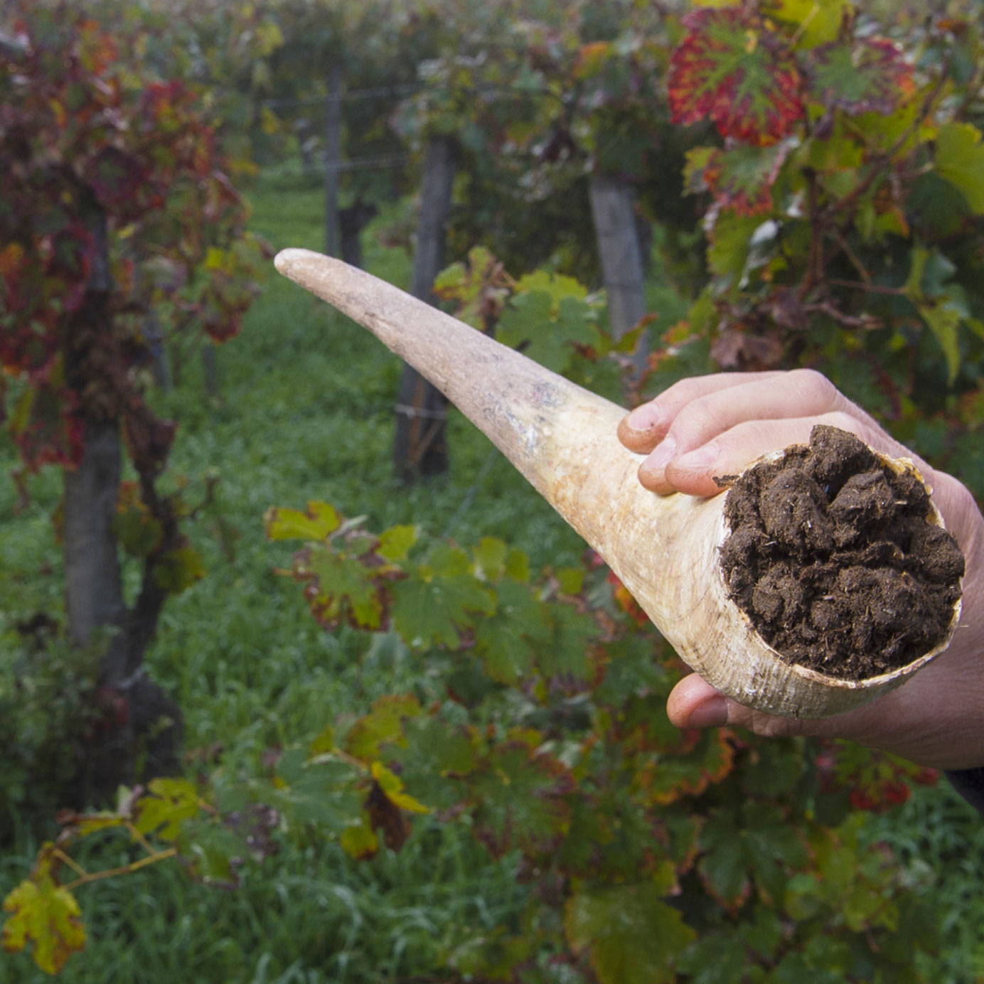 Not Every ‘Natural Wine’ Is Responsibly Farmed