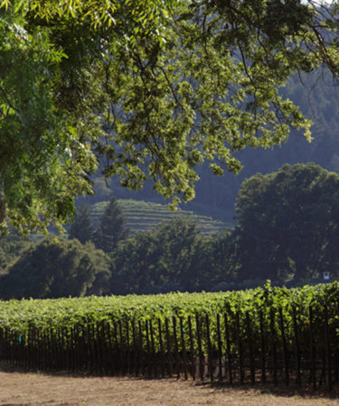 Turf Wars and Top Wines: Your Guide to To-Kalon, Napa’s Most Iconic Vineyard