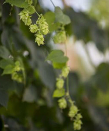 This Beer Lover is Growing Hydroponic Hops for Year-Round Wet Hop Beers