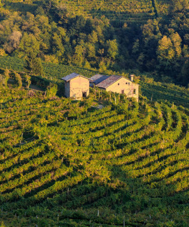 Prosecco Producers ‘Caught’ Manipulating Their Wines