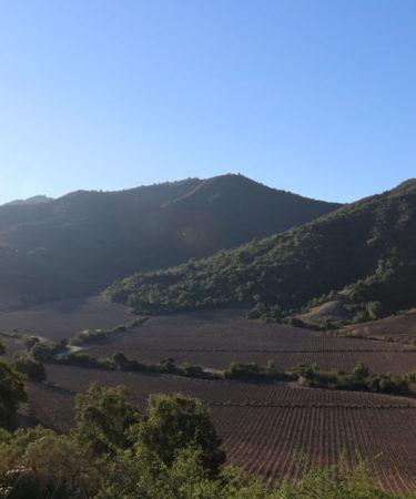 Here’s How Chile’s Winemaking Is at the Forefront of Innovation [VIDEO]