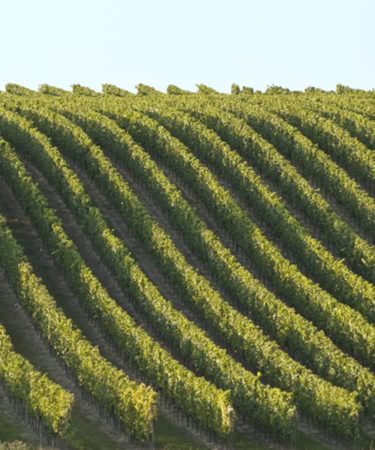 The Radical Vineyard Experiments Scientists Are Using to Fight Climate Change