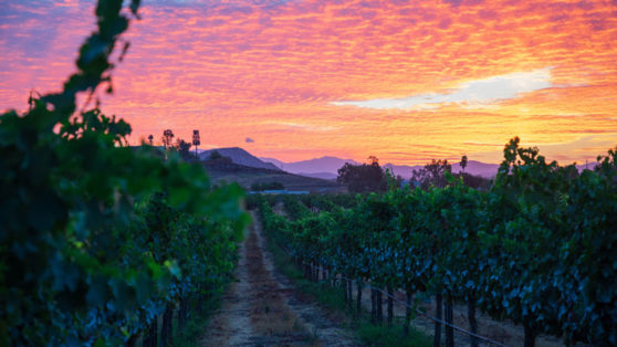 It's Time to Start Treating Southern California as a Serious Wine ...