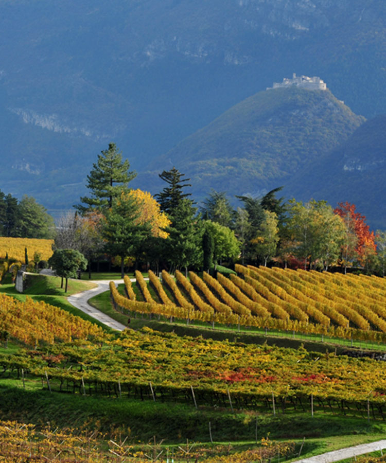 A Beginner’s Guide to Trentino, Northern Italy’s Wine Mecca