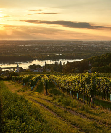 A Soft-Spoken Winemaker Is Trying to Classify Austria’s Vineyards in Record Time