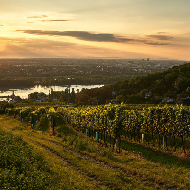 A Soft-Spoken Winemaker Is Trying to Classify Austria’s Vineyards in Record Time