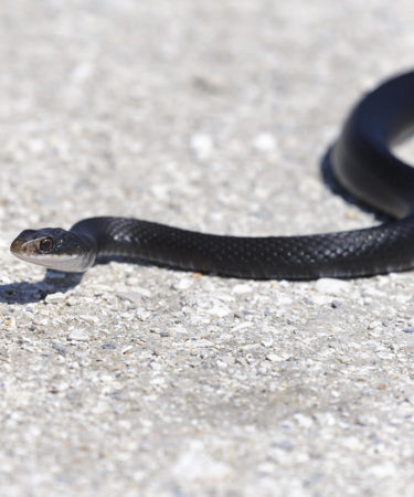 Watch: Florida Woman Saves Snake from Bud Light Can