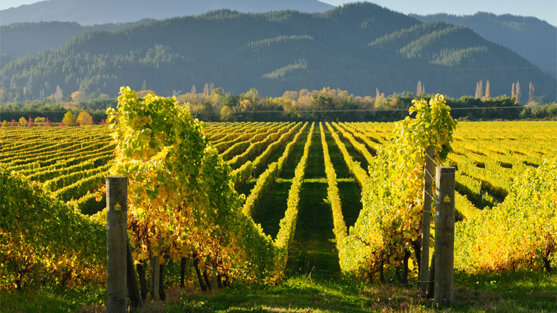 New Zealand is one of the best wine vacation destinations!