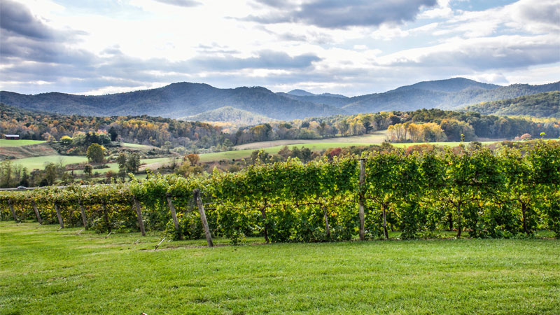 Virginia is one of the best wine vacation destinations!