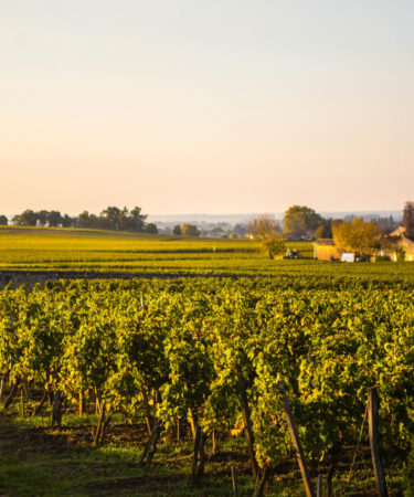 Bordeaux Winemakers Respond to Climate Change With Revolutionary New Regulations