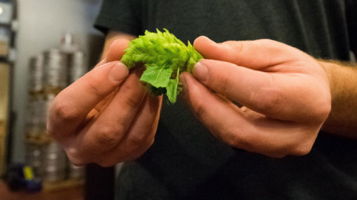 A Scientist Explains Dry-Hopped Beer's Juicy Secret | VinePair