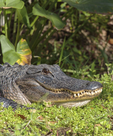 Florida Alligator Raids Woman’s Wine Cabinet